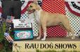 AKC CH Schaber's Glory Days ATT