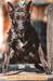 Drako BBK De Southernwind