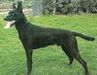 Barkus van de Kepa-Kennels BRN 20604