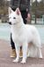 Honey-Bunny Heroes of the White Shepherd