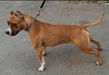  Balla con le stelle Invictus BullPrint