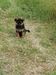 Wolga Vardar Wolf