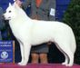 MBISS AKC GCH, CAN CH Alpine's Carte Blanche
