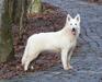JCh, Ch White dream team Viking Nanna "VIKKI"