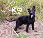 Donna of k-9 Top Training