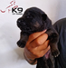 Krazny of k-9 Top Training