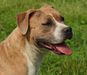  MEIN STAFFI RAISING HELEN