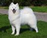  LIGHT PRINCESS Give me a Paw FCI