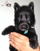 Indio of k-9 Top Training