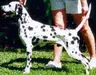 Paceaway Bold Eagle