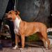 Multi CH, 6xCACIB FATAMORGANA RED Florida