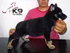 Maverick of k-9 Top Training