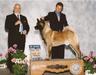 AKC CH Sovereign's Showtime Darq Secret