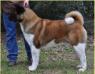 AKC GCH Kuroi Kao's Supernatural Castiel