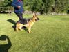 Quenta de K-9