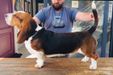 Bassefied Hugo