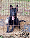 Kira of k-9 Top Training