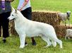 UKC GRAND CHAMPION VON TASZ FLYNN