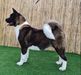  Bayra