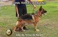 Jolie do Terras do Barão
