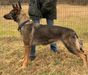 Patriot K-9 Services SUA ENKA