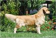 CH Ukr,JCH Ukr,Mld Hollywood Smile Aurum Spirit