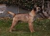 Chatmoss Charlie Boy