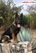 Zudikey Real K-9