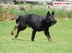 Dave Real K-9