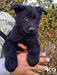Kato(Turko) of k-9 top training