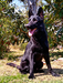 Goliath of k-9 top training