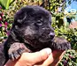 Jetro of k-9 Top Training