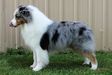 AKC GCH RisingStar's One Hot Fire