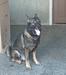  Igor European K9 Training Base