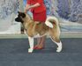 RUS CH, RUS JCH Valgrand Victory Shantal Iron Spirt
