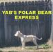  YAB'S POLAR BEAR EXPRESS