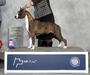 AKC CH Absolute Dickies Queen Of Rao's Ast