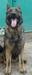 Rem Marinchuk K-9
