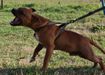 Vanger Bull Spanish Gold