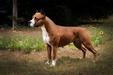 Amstaff Major '22 interm. class winner Nardai Hurrikan U R the Sign for Nomicon