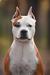 Ukrainian Baby, Puppy Winner AISHA FROM RUSSEL HOUSE