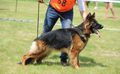 SG4 PL 2018, SG 16 BSZS 2018, Vv1 2017 PL, RIVA Mavic Poland