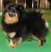 JCh.RUS, JCh.CLUB Junior Champion Club , Ch.RUS, Ch.UKR, JCh Pomstyle Soft Toy