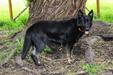  Oxana Z Get-Pet