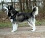  IT'S MY LIFE Malamute Sanctuary