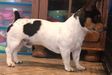 Moonbeam's Rosco at Bridges Ranch