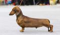 CH INT-SHOW, CH EURASIA, CH RUS, CH RKF, CH GRAND, CH JRUS Kinderteckel's Quest Of Palomydes