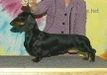 CH USA Rosehills Raven Von Kinderteckel