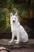 2xCH UA, BBB (9*CAC, 6*CACIB, 2*R.CACIB, 7*BOB, BIG-2) ADELLAIDA Alpine Edelweiss