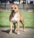 AKC GCHB Ironstone's Call Me A Wicked Dragon